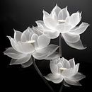 Lotus flowers in black and white by Black Coffee thumbnail