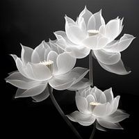Lotus flowers in black and white