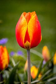 Tulip by Anouk Snijders