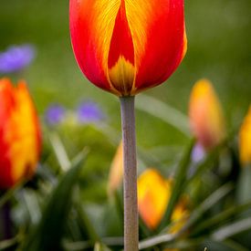 Tulpe von Anouk Snijders