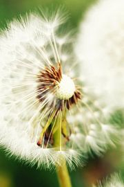 Paardebloem sur Falko Follert