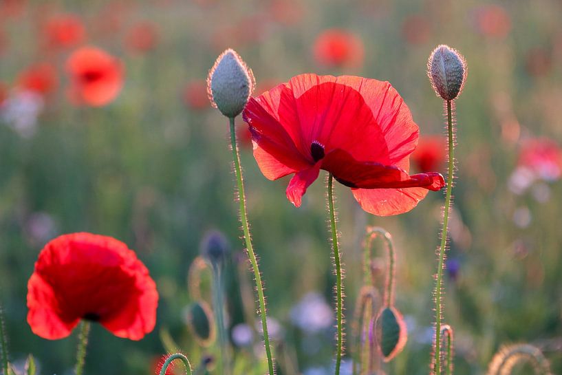 Klaprozen bloemen veld van Debby Gelderloos