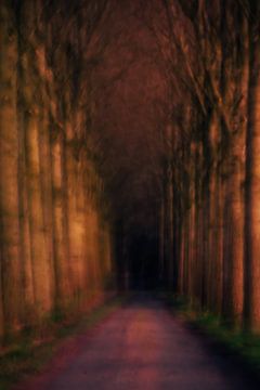 Spooky woods II by Klaartje Majoor