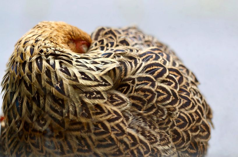 Chicken takes a nap by Klik! Images