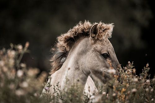 Veulen in Profil Wild Krullend en Vrij