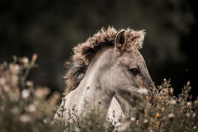 Foal in Profil Wild Curly and Free by Femke Ketelaar