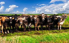 Cows wait in a queue to be allowed inside. by Brian Morgan