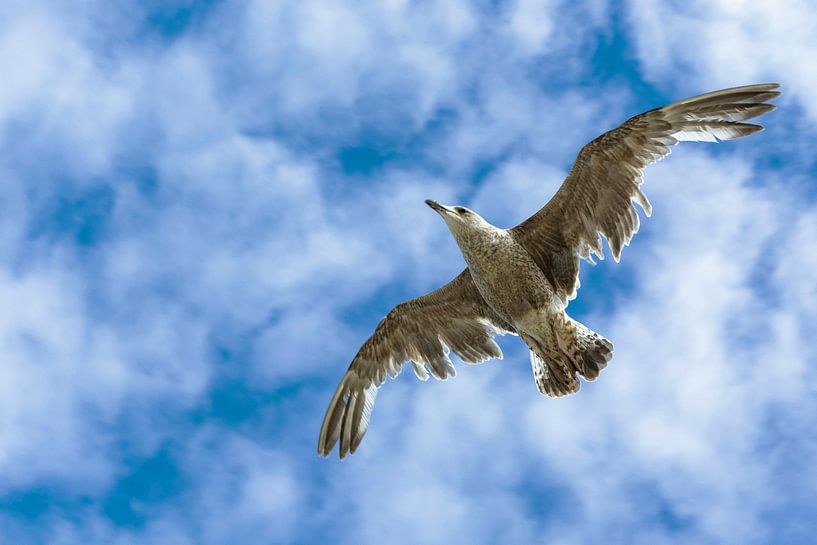 meeuw in de lucht van John van Weenen