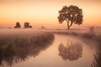 The tree
