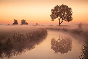 The tree van Halma Fotografie