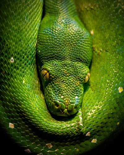 Closeup van een groene boompython