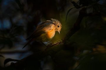 Halsband-Waldsänger von Marcel Versteeg