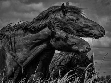 Friese paarden in de wind 2 van Miriam van Dun