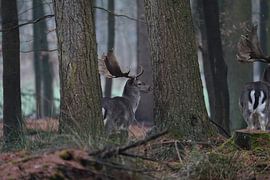 Wo der Wald still wird von Franziska Schwerte