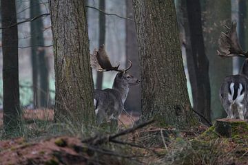 Wo der Wald still wird von Franziska Schwerte