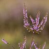 Bruyère fleurie sur Heidi Bol