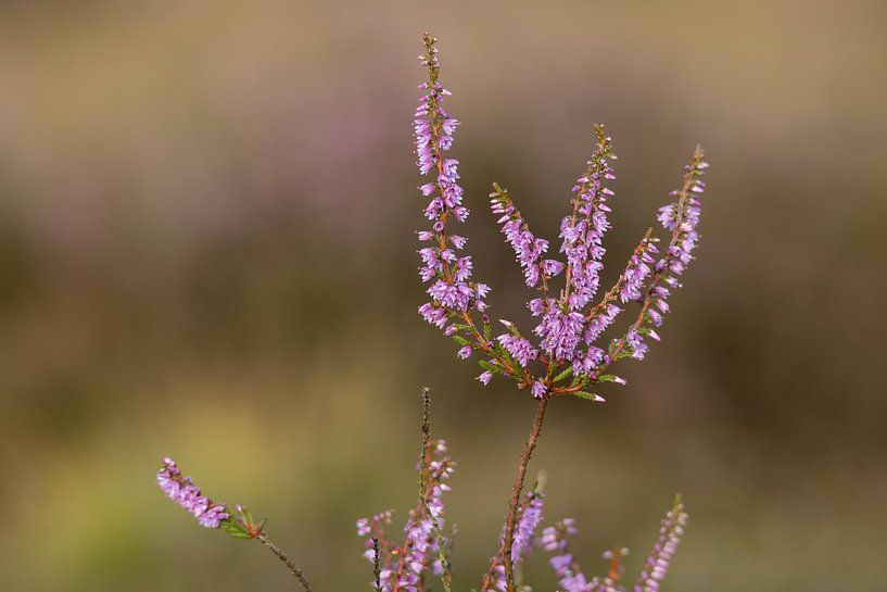 Bruyère fleurie par Heidi Bol