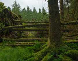Whinlatter Forest – Lake District (England) von Marcel Kerdijk