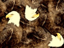 Trois fois l'aigle sur Greta Lipman