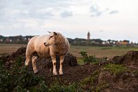 Des moutons dans la lumière du soir