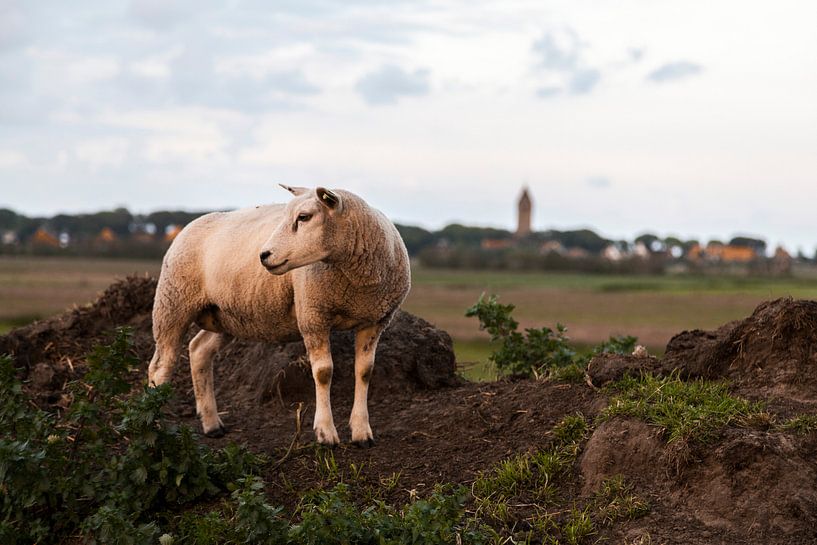 Des moutons dans la lumière du soir par Tot Kijk Fotografie: natuur aan de muur