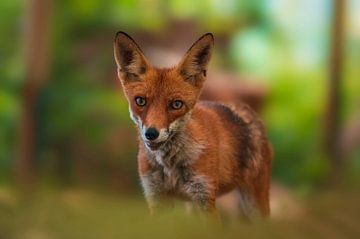 Rode vos in een groen bos in de lente van Mario Plechaty Photography