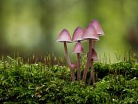 Champignons magenta en vert