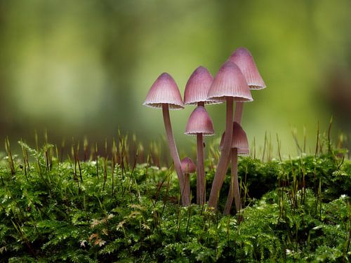 Magenta roze paddenstoelen in het groene bos