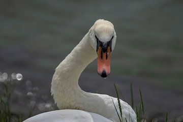 The Swan by Alice Berkien-van Mil