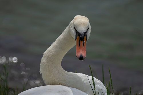 Le Cygne