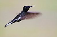 Rouwkolibri in vlucht, Brazilië 