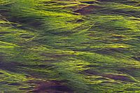 Plantes aquatiques oscillantes