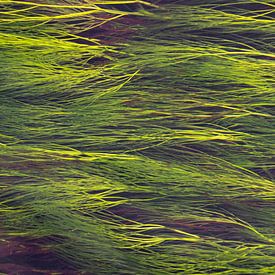 Swaying water plants by Frans-Jan Snoek