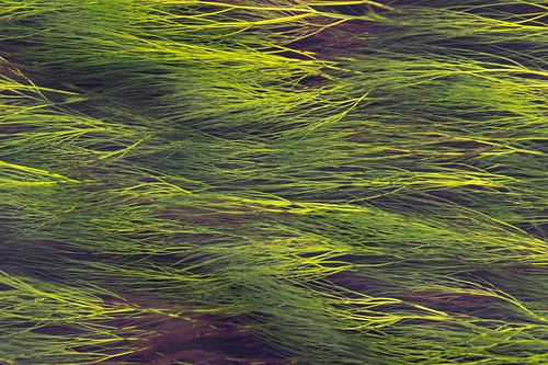 Schwankende Wasserpflanzen von Frans-Jan Snoek