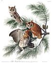 Oostelijke Schreeuwuil van Birds of America thumbnail