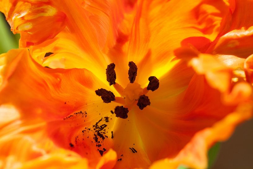 Parkiettulp. par Rens Kromhout