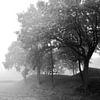 bomen in de mist  van Ilja Kalle