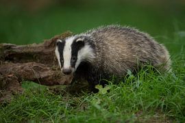 European Badger * Meles meles *, young animal