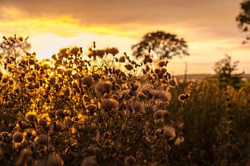 Avondgloed over veld van Tot Kijk Fotografie: natuur aan de muur