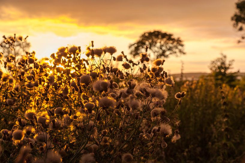 Lueur du soir sur le champ par Tot Kijk Fotografie: natuur aan de muur