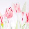 Tulpen in aquarel tinten van Paula van den Akker