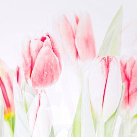Tulpen in aquarel tinten van Paula van den Akker