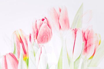 Tulpen in aquarel tinten van Paula van den Akker