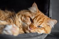 Lazy orange cat by Heleen Pennings thumbnail