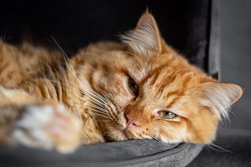 Faule orangefarbene Katze von Heleen Pennings