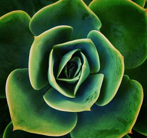 DARKSIDE OF SUCCULENTS XIII von Pia Schneider