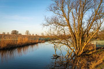Tree with bare branches at the water's edge by Ruud Morijn