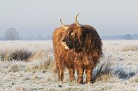 schotse hooglander op het Hijkerveld in de winter, higland cow van M. B. fotografie thumbnail