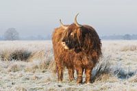Schottischer Hochlandbewohner auf dem Hijkerveld im Winter, Hochlandkuh
