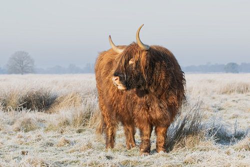schotse hooglander op het Hijkerveld in de winter, higland cow